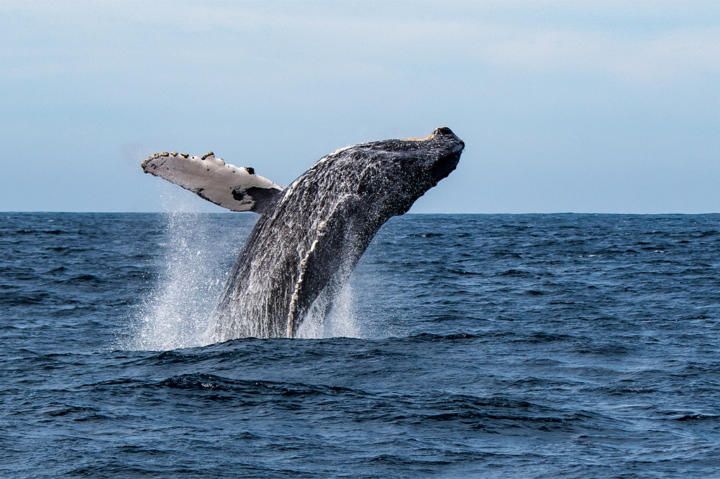 Top 5 Reasons Why You Should Visit Fanjove Island In 2025/2026