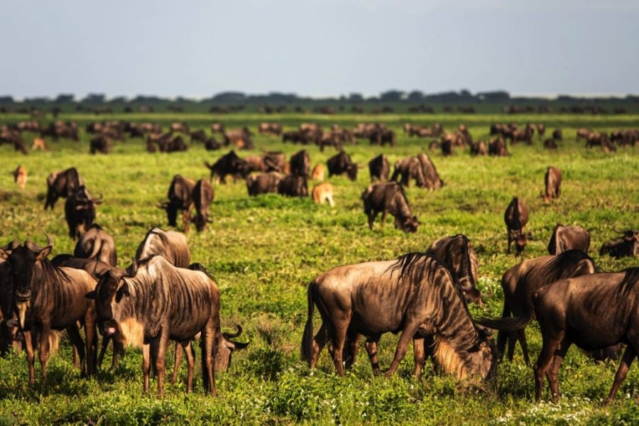 8 Days Great Wildebeest Migration Safari with Cultural Safari