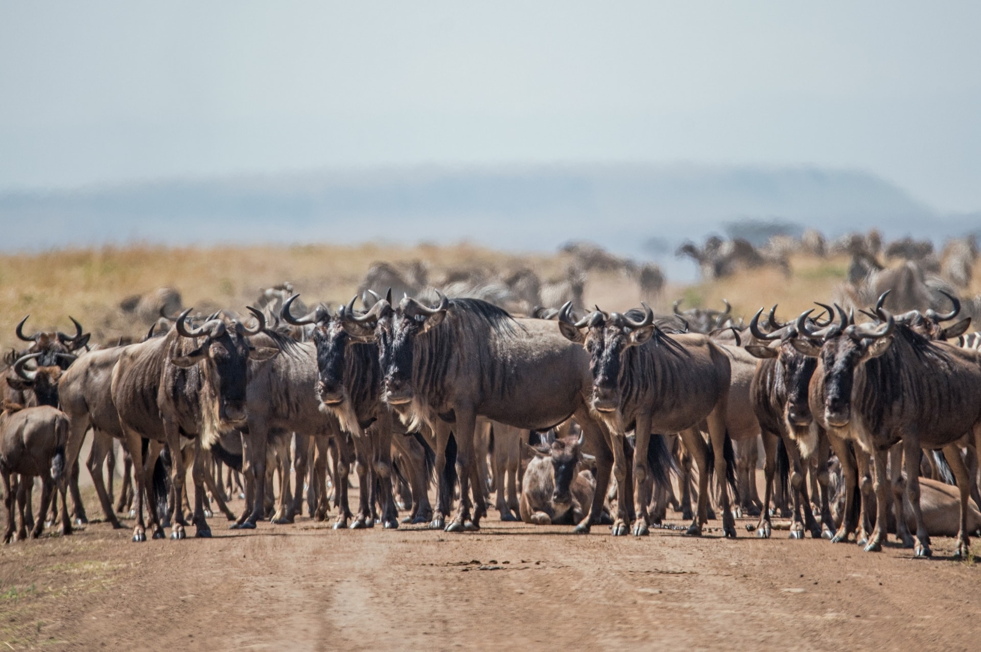 6 Days Ngorongoro Crater and Serengeti Safari