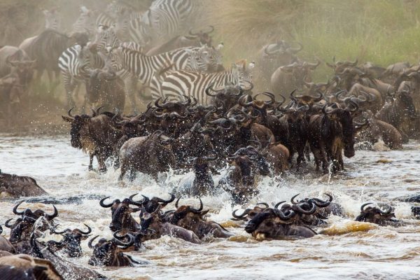 2 Days Maasai Mara National Reserve Safari