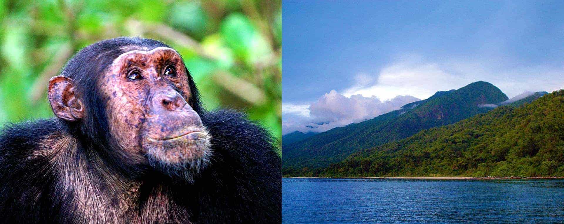 Safari Guide to Mahale Mountains National Park 2026