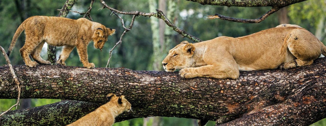 What to do in Lake Manyara National Park 2026?