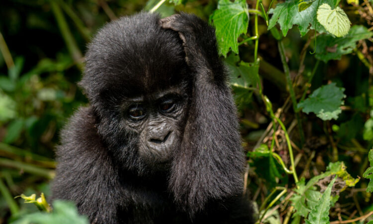 What Time does Gorilla Habituation in Bwindi National Park Start and end?