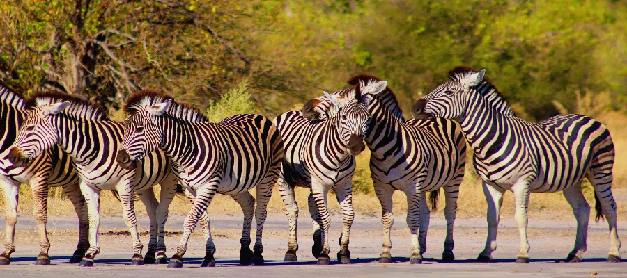 Planning Your Dream Tanzania Safari Trip 2026