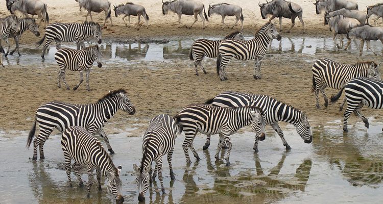 5 Days Tanzania Budget Safari