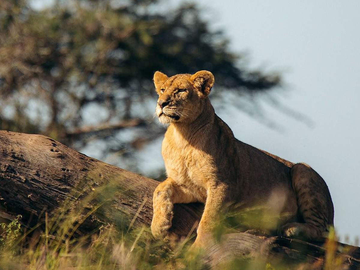 7 Days Manyara Serengeti Ngorongoro & Tarangire Safari
