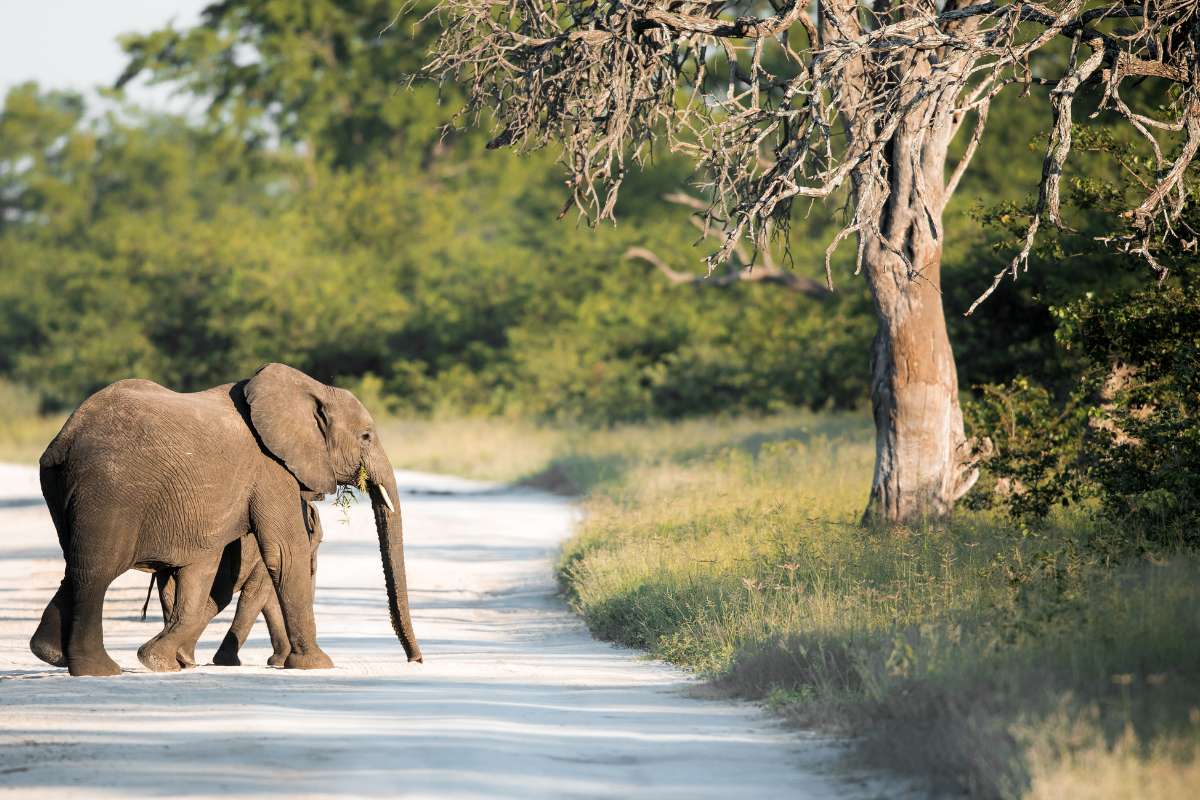 Top 5 Tips for Booking Your African Safari