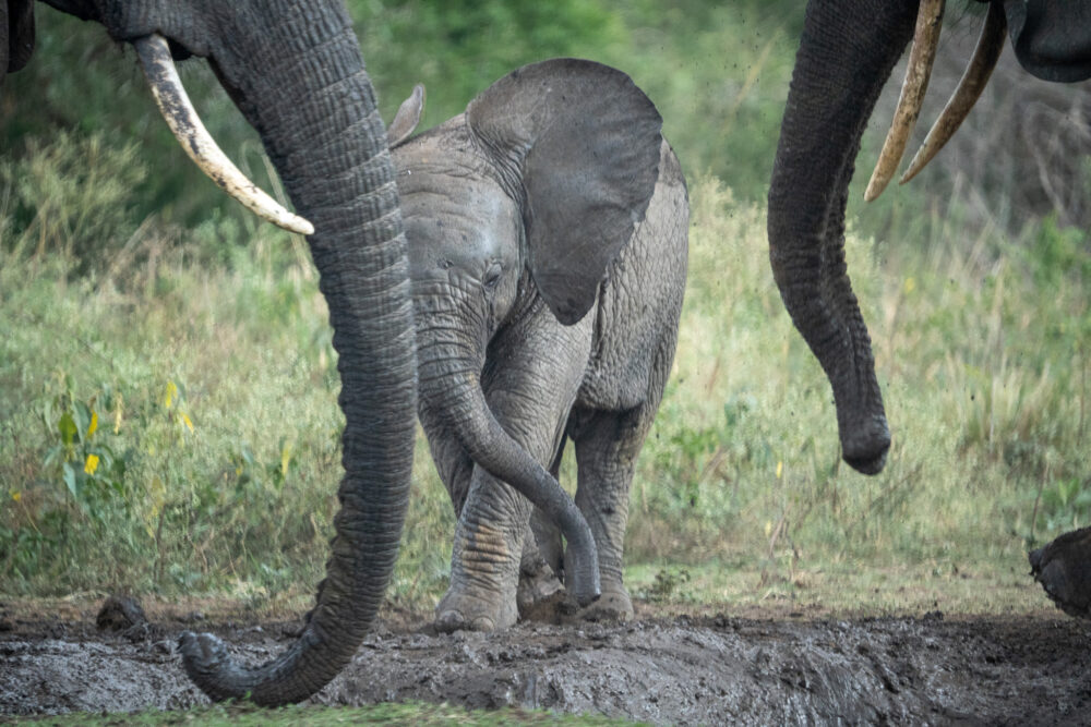 Where to Go in East Africa to See Elephants