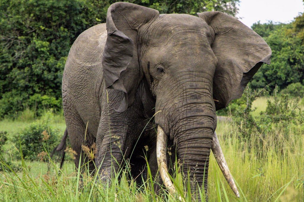 Where to Go in East Africa to See Elephants
