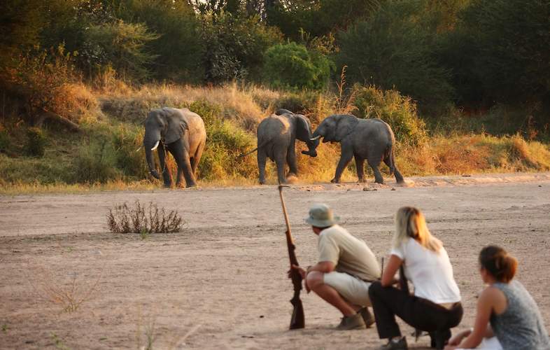 Guided Walking Safari vs Vehicle Safari