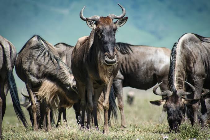 Northern Serengeti vs Southern Serengeti