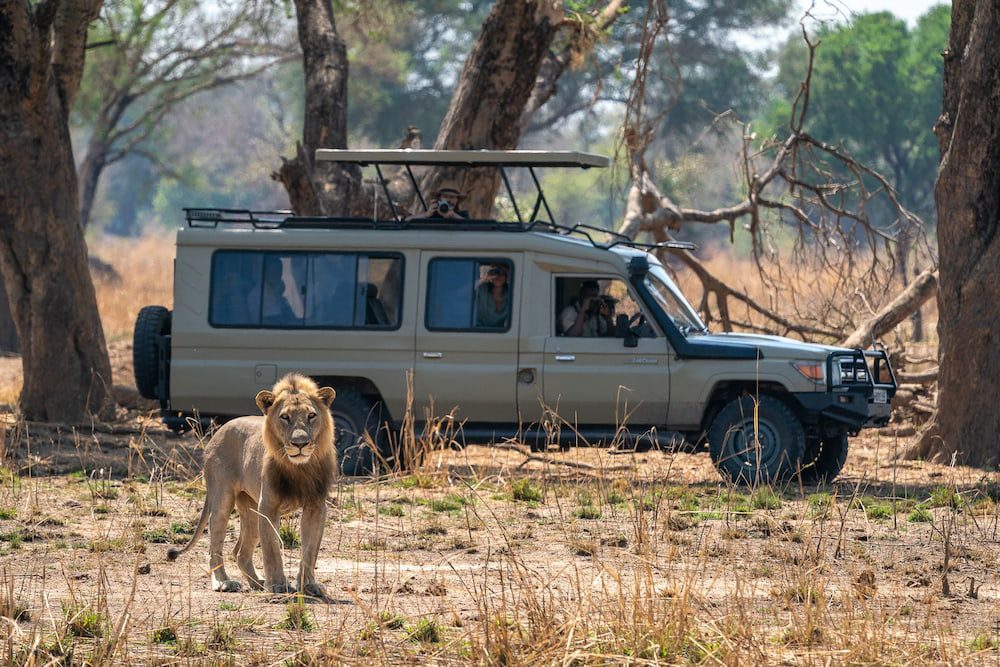 Guided Walking Safari vs Vehicle Safari