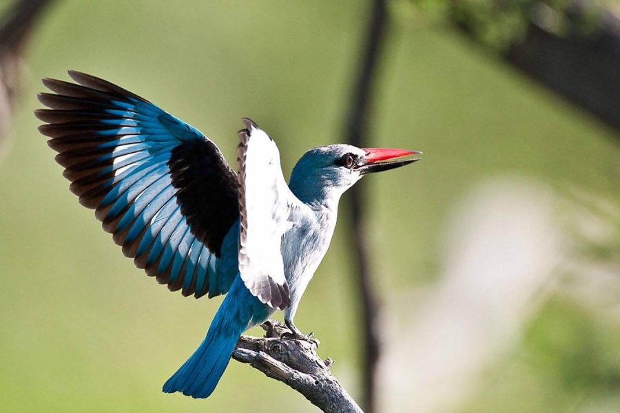best-places-in-botswana-for-birding-safaris=405249-320